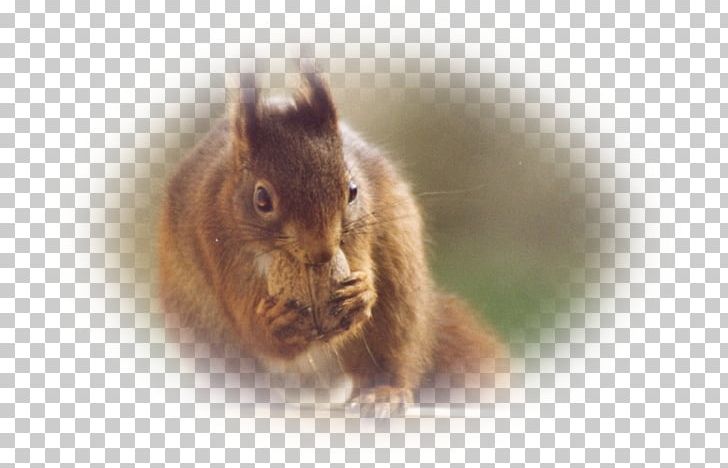 Fox Squirrel Common Degu Whiskers Fur PNG, Clipart, Common Degu, Degu, Fauna, Fox Squirrel, Fur Free PNG Download