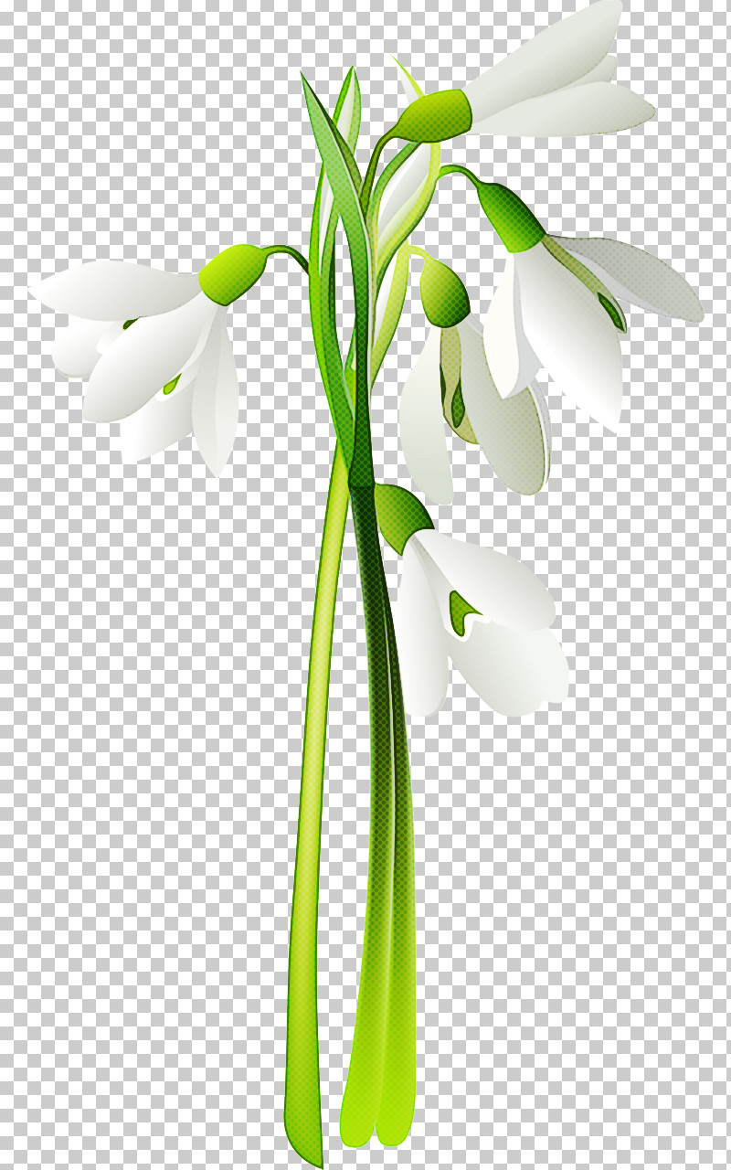 Flower Snowdrop Plant Galanthus Plant Stem PNG, Clipart, Cut Flowers, Flower, Galanthus, Pedicel, Petal Free PNG Download
