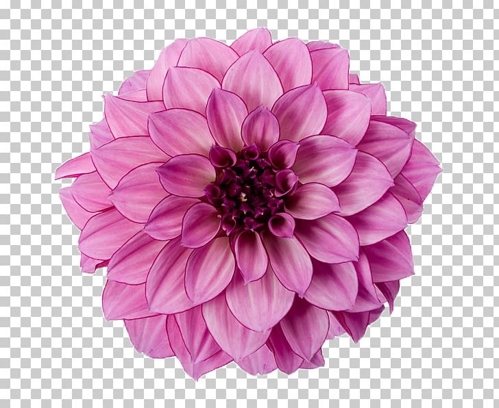 Dahlia PNG, Clipart, Animal, Beauty, Chrysanths, Color, Cool Free PNG Download