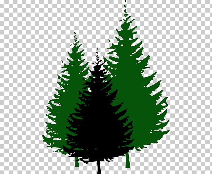 Evergreen Pine Tree PNG, Clipart, Christmas Decoration, Christmas Ornament, Christmas Tree, Conifer, Conifers Free PNG Download