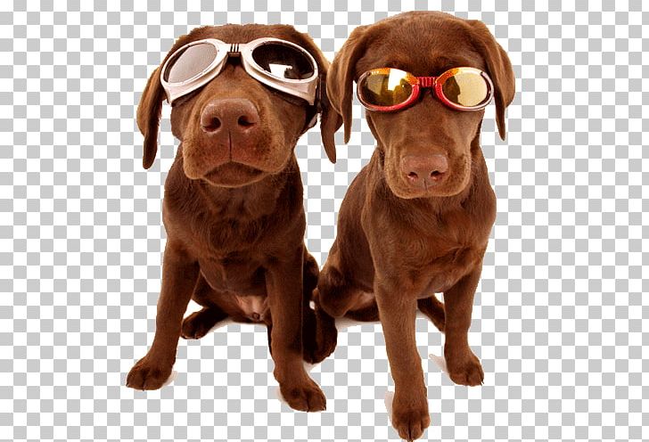 Labrador Retriever Desktop Puppy High-definition Television PNG, Clipart, Animals, Carnivoran, Companion Dog, Desktop Wallpaper, Dog Free PNG Download