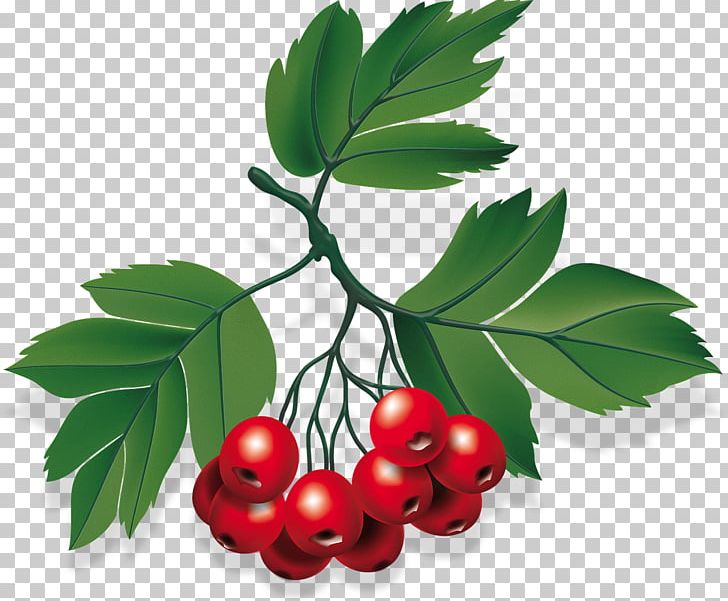 Berry Food Autumn Sorbus Aucuparia Plant PNG, Clipart, Autumn, Berry, Blueberries, Branch, Cherry Free PNG Download