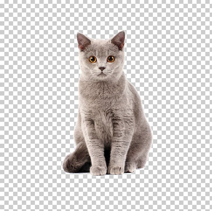 British Shorthair Kitten Dog–cat Relationship Cat Food PNG, Clipart, Animal, Animals, Animals Cat, Burmese, Carnivoran Free PNG Download