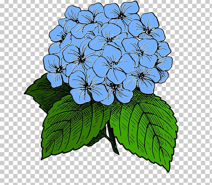 French Hydrangea Drawing PNG, Clipart, Borage Family, Clip Art, Color, Computer Icons, Cornales Free PNG Download