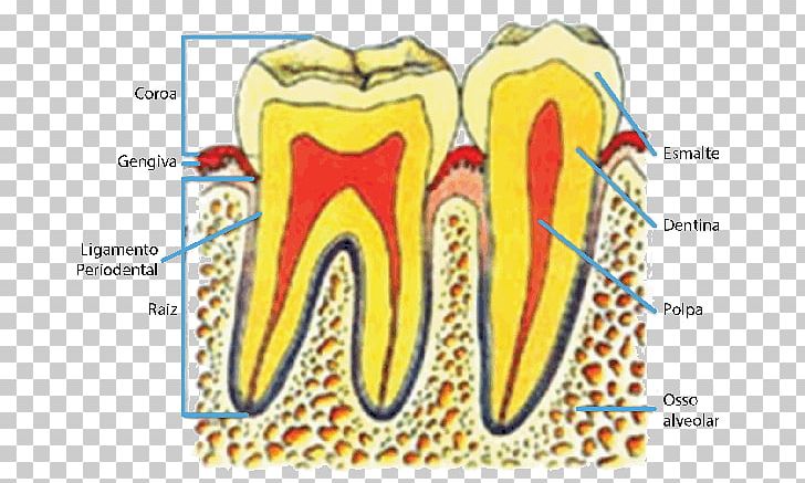Human Tooth Pulp Foggyökér Anatomy PNG, Clipart,  Free PNG Download