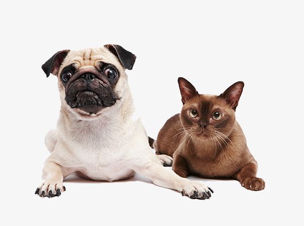 Pet Dogs And Cats PNG, Clipart, Animal, Cats Clipart, Cats Vector, Dogs Clipart, Dogs Vector Free PNG Download