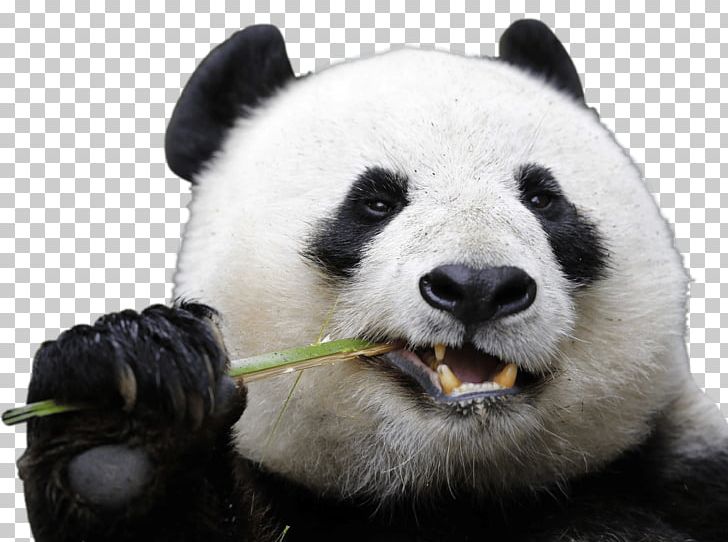 Chengdu Research Base Of Giant Panda Breeding San Diego Zoo Bear PNG, Clipart, Animal, Animal Chart, Animals, Biology, Carnivoran Free PNG Download