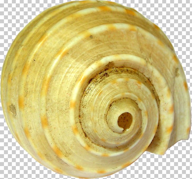 Sea Snail Conchology Veneroida PNG, Clipart, Animals, Conch, Conchology, Creature, Sea Free PNG Download
