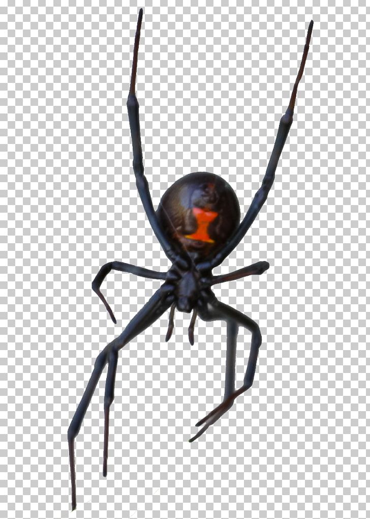 Spider Las Vegas Motion Collection Black Widow (Plakát/Kovový Plakát Black) STX G.1800E.J.M.V.U.NR YN Rat PNG, Clipart, Angulate Orbweavers, Ant, Arachnid, Araneus, Arthropod Free PNG Download