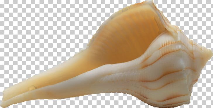 High-definition Television Desktop Seashell Widescreen PNG, Clipart, 169, Animals, Conch, Desktop Wallpaper, Display Resolution Free PNG Download