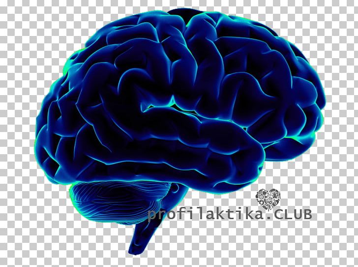 Human Brain Neuroscience Cognitive Science PNG, Clipart, Artificial Neural Network, Brain, Brain Implant, Brain Mapping, Brainstem Free PNG Download