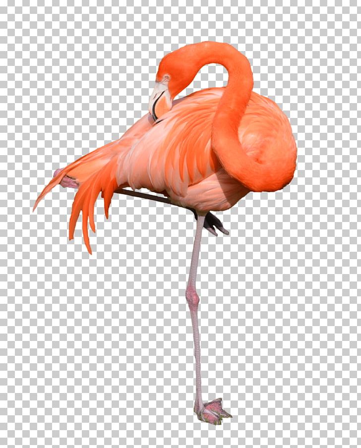 Phoenicopteridae Flamingo PNG, Clipart, Animals, Beak, Bird, Clip Art, Computer Icons Free PNG Download