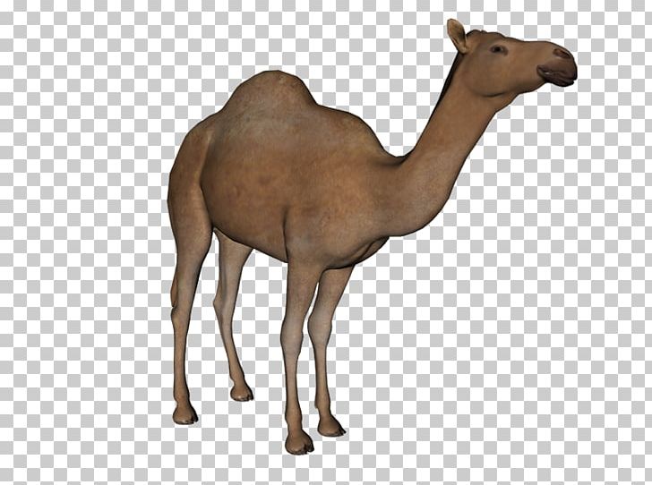 Dromedary Bactrian Camel Baby Arabic Alphabet Portable Network Graphics PNG, Clipart, Animal Figure, Arabian Camel, Baby Arabic Alphabet, Bactrian Camel, Camel Free PNG Download