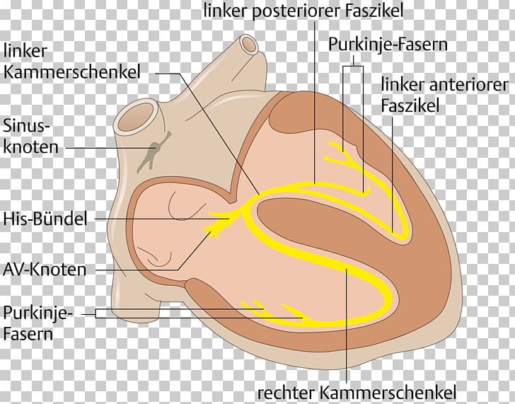 Electrical Conduction System Of The Heart Saltatory Conduction Anatomy Bundle Of His PNG, Clipart, Anatomy, Angle, Bundle Of His, Circulatory System, Diagram Free PNG Download