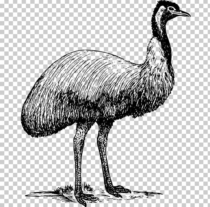 Emu Common Ostrich PNG, Clipart, Beak, Bird, Black And White, Common Ostrich, Computer Icons Free PNG Download