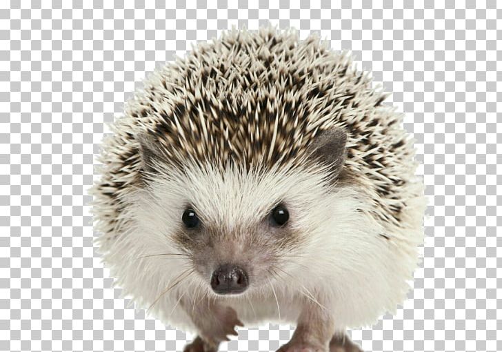 European Hedgehog Dog Domesticated Hedgehog Desktop Four-toed Hedgehog PNG, Clipart, Animal, Animals, Desktop Wallpaper, Dog, Domesticated Hedgehog Free PNG Download