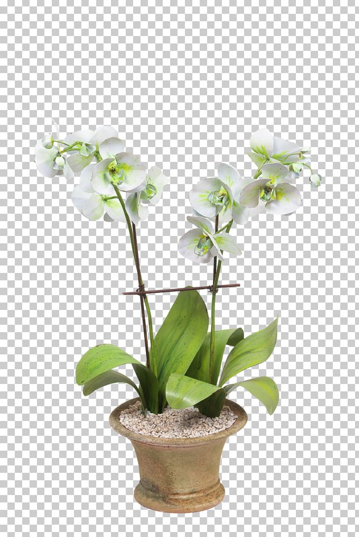Harvard Museum Of Natural History Glass Flowers Artificial Flower Moth Orchids PNG, Clipart, Artificial Flower, Art Museum, Cambridge, Cut Flowers, Dendrobium Free PNG Download