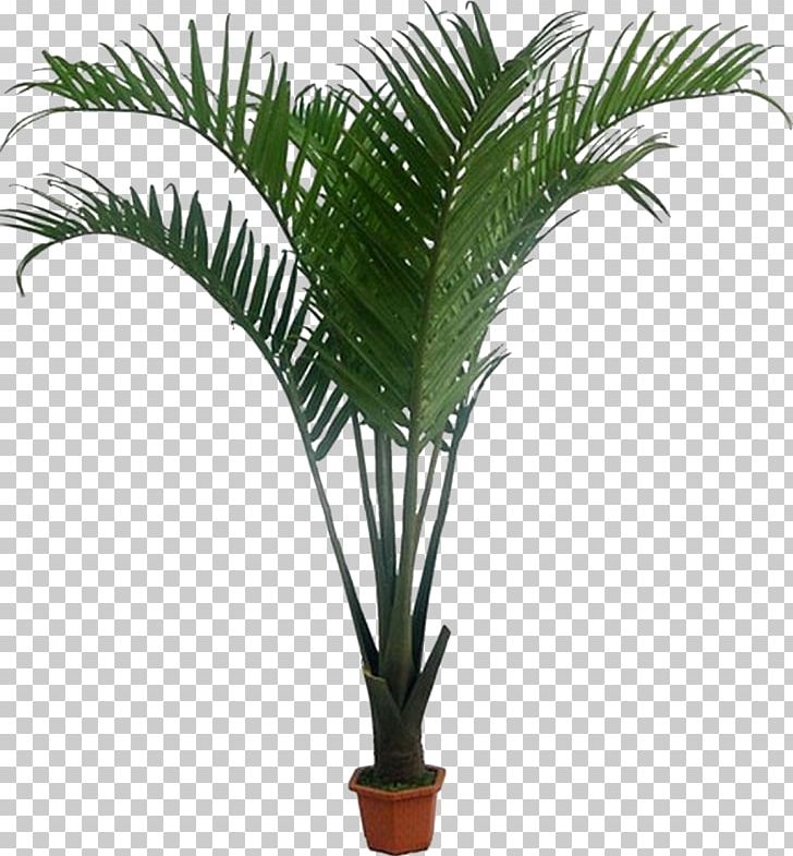 Howea Forsteriana Arecaceae Houseplant Coconut PNG, Clipart, African Violets, Arecales, Attalea Speciosa, Chamaedorea, Date Palm Free PNG Download