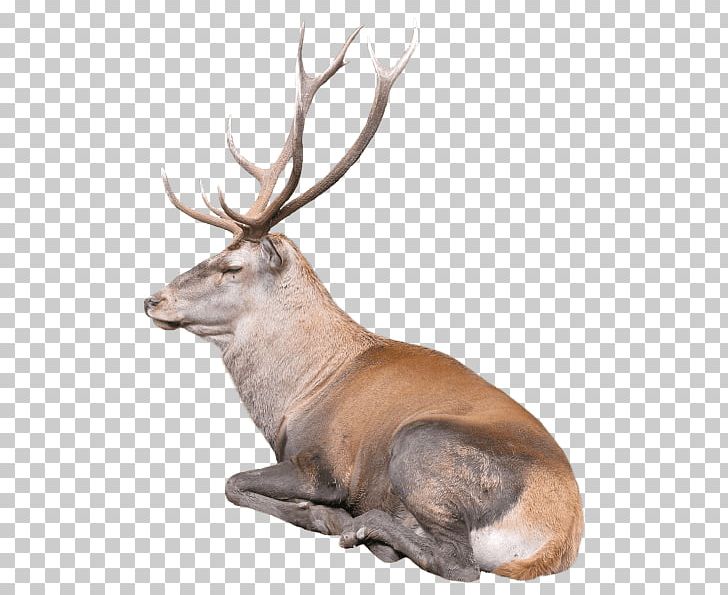 Reindeer Elk Antler Red Deer PNG, Clipart, Antler, Cartoon, Computer, Computer Icons, Deer Free PNG Download