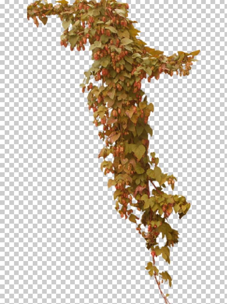 Twig Plant Stem Leaf PNG, Clipart, Branch, Flowering Plant, Grapevine Family, Guzel, Hazal Free PNG Download