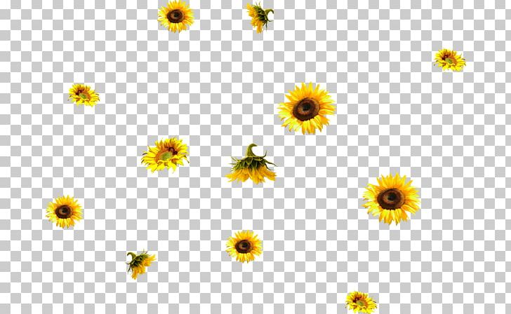 Common Sunflower PhotoScape Ping PNG, Clipart, Annual Plant, Aycicegi, Calendula, Chamaemelum Nobile, Chrysanths Free PNG Download