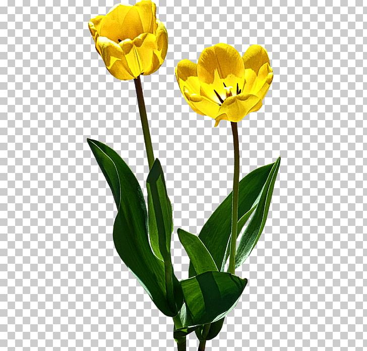 Cut Flowers Yellow Tulipa Greigii Red PNG, Clipart, Art, Backlit, Com, Cut Flowers, Flower Free PNG Download