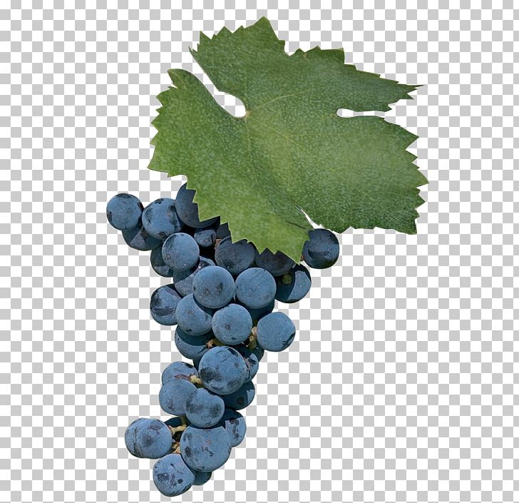 Grape Uva Di Troia Zinfandel Negroamaro Cinsaut PNG, Clipart, Aglianico, Apulia, Bilberry, Cinsaut, Common Grape Vine Free PNG Download