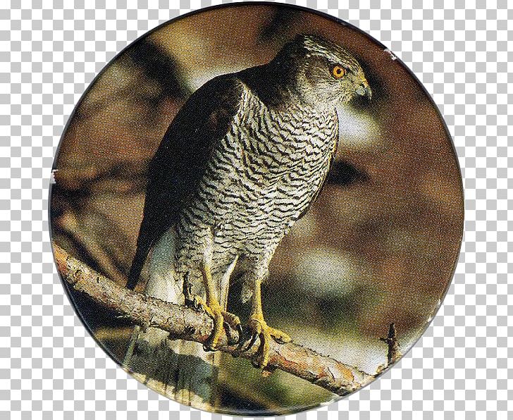 Northern Goshawk Bird Of Prey Owl PNG, Clipart, Andean Condor, Animals, Beak, Bird, Bird Of Prey Free PNG Download