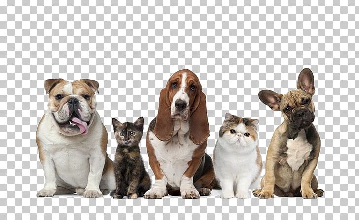Pet Sitting Dog Cat Pet Insurance PNG, Clipart, Animals, Carnivoran, Companion Dog, Cut, Cute Free PNG Download