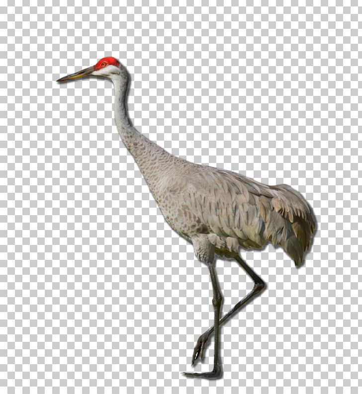 Sandhill Crane Red-crowned Crane Definition PNG, Clipart, Beak, Bird, Clip, Crane, Crane Like Bird Free PNG Download