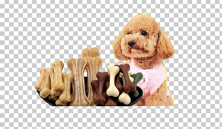 Cockapoo Cavapoo Goldendoodle Puppy Dog Breed PNG, Clipart, Bone, Bones, Carnivoran, Cavapoo, Cockapoo Free PNG Download