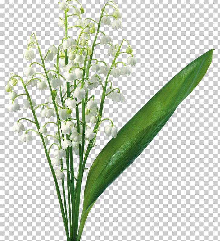 Lily Of The Valley Lilium Flower PNG, Clipart, Amaryllis, Arumlily, Cut Flowers, Flower, Flower Bouquet Free PNG Download