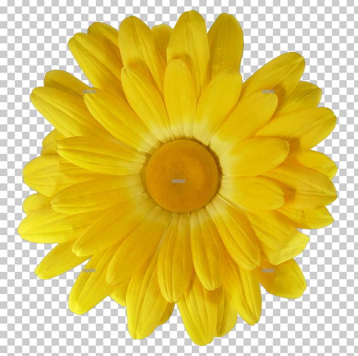 The Day Of The Dead / Dia De Los Muertos Mexican Marigold Transvaal Daisy Mazatlán Municipality PNG, Clipart, Blume, Chrysanthemum, Chrysanths, Culture, Daisy Family Free PNG Download