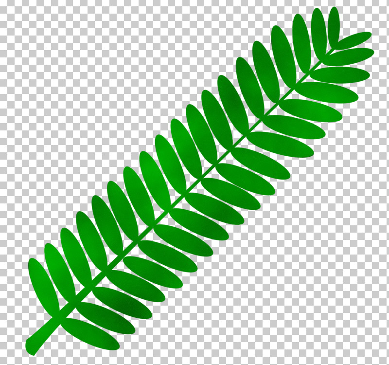 Leaf Plant Stem Green Line Meter PNG, Clipart, Biology, Geometry, Green, Leaf, Line Free PNG Download
