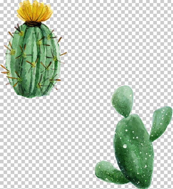 Cactaceae Euclidean Watercolor Painting PNG, Clipart, Barbary Fig, Cactus, Cactus Cartoon, Cactus Flower, Encapsulated Postscript Free PNG Download