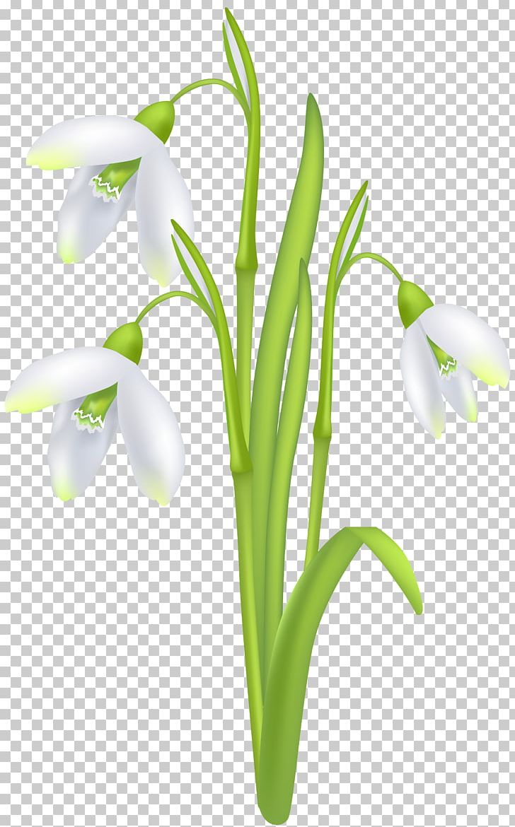 Snowdrop PNG, Clipart, Art, Computer Icons, Cut Flowers, Desktop Wallpaper, Drawing Free PNG Download
