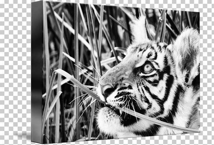 Tiger Whiskers Cat Photography Snout PNG, Clipart, Animals, Big Cat, Big Cats, Black And White, Carnivoran Free PNG Download