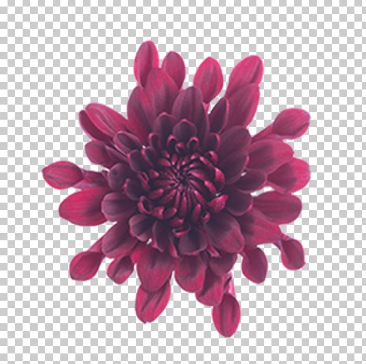 Chrysanthemum Cut Flowers Magenta Pom-pom PNG, Clipart, Burgundy, Chrysanthemum, Chrysanths, Color, Cushion Free PNG Download