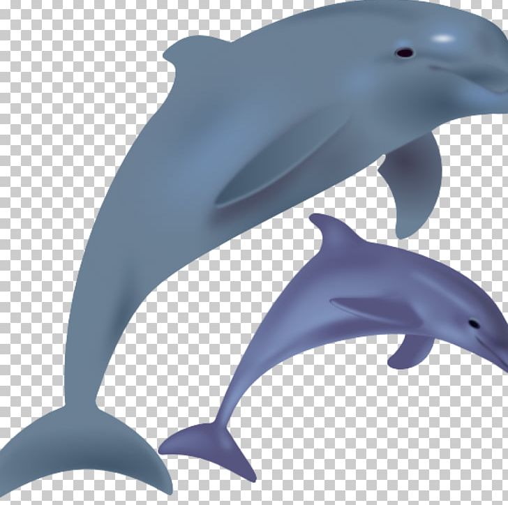 Common Bottlenose Dolphin Open Graphics PNG, Clipart, Animals, Beak, Bottlenose Dolphin, Common Bottlenose Dolphin, Dolphins Free PNG Download