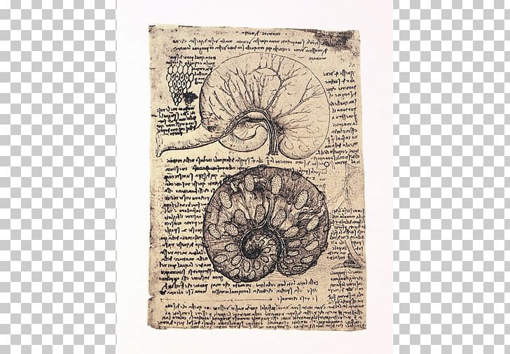 Drawing Of The Uterus Of A Pregnant Cow Human Anatomy Pavia Dissection PNG, Clipart, Anatomy, Cadaver, Da Vinci, Dissection, Doctorate Free PNG Download