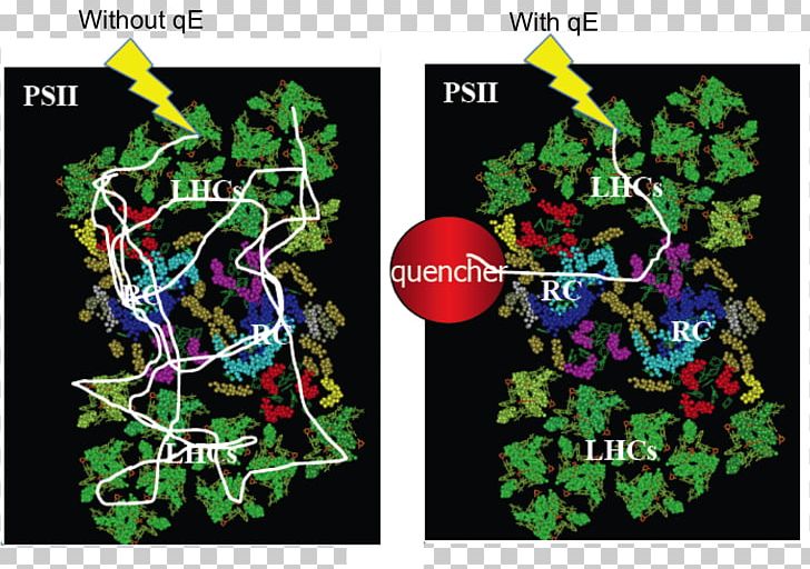 Non-photochemical Quenching Chlamydomonas Reinhardtii Photosystem II Chlorophyll Fluorescence PNG, Clipart, Chlamydomonas, Chlorophyll, Chlorophyll Fluorescence, Excited State, Flora Free PNG Download