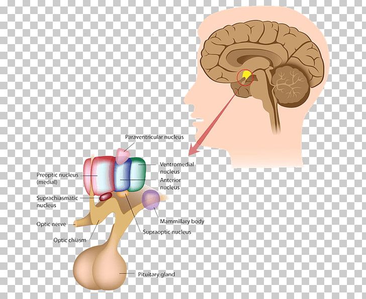 Pituitary Gland Endocrine Gland Endocrine System Anterior Pituitary PNG, Clipart, Anatomy, Anterior Pituitary, Brain, Ear, Endocrine Disease Free PNG Download