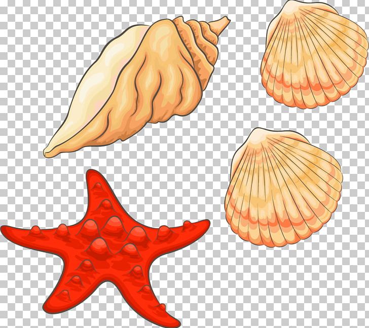 Seashell PNG, Clipart, Adobe Illustrator, Beach, Cockle, Conch Vector, Design Element Free PNG Download