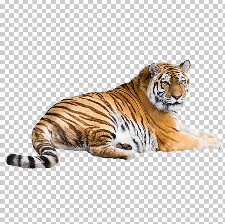 Siberian Tiger White Tiger Bengal Tiger Cat PNG, Clipart, Animal, Animals, Big Cat, Big Cats, Carnivoran Free PNG Download