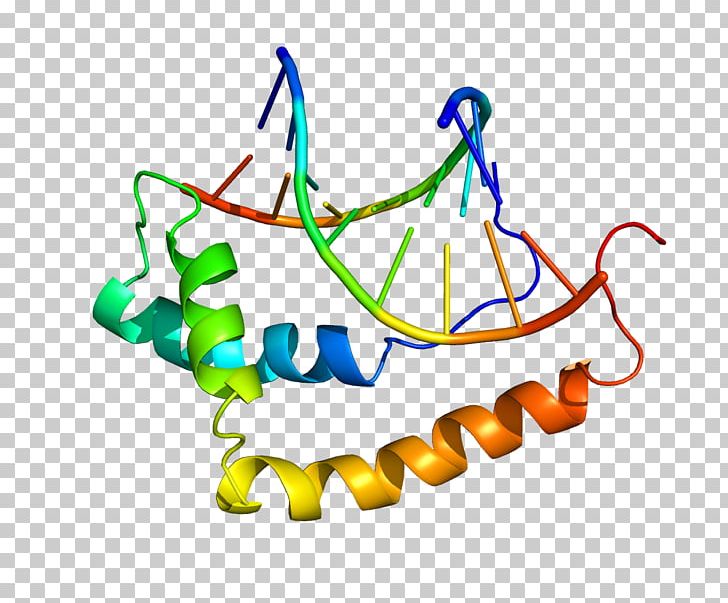 SOX9 Testis-determining Factor SOX Gene Family SOX3 Protein PNG, Clipart, Antimullerian Hormone, Area, Artwork, Cell, Gene Free PNG Download