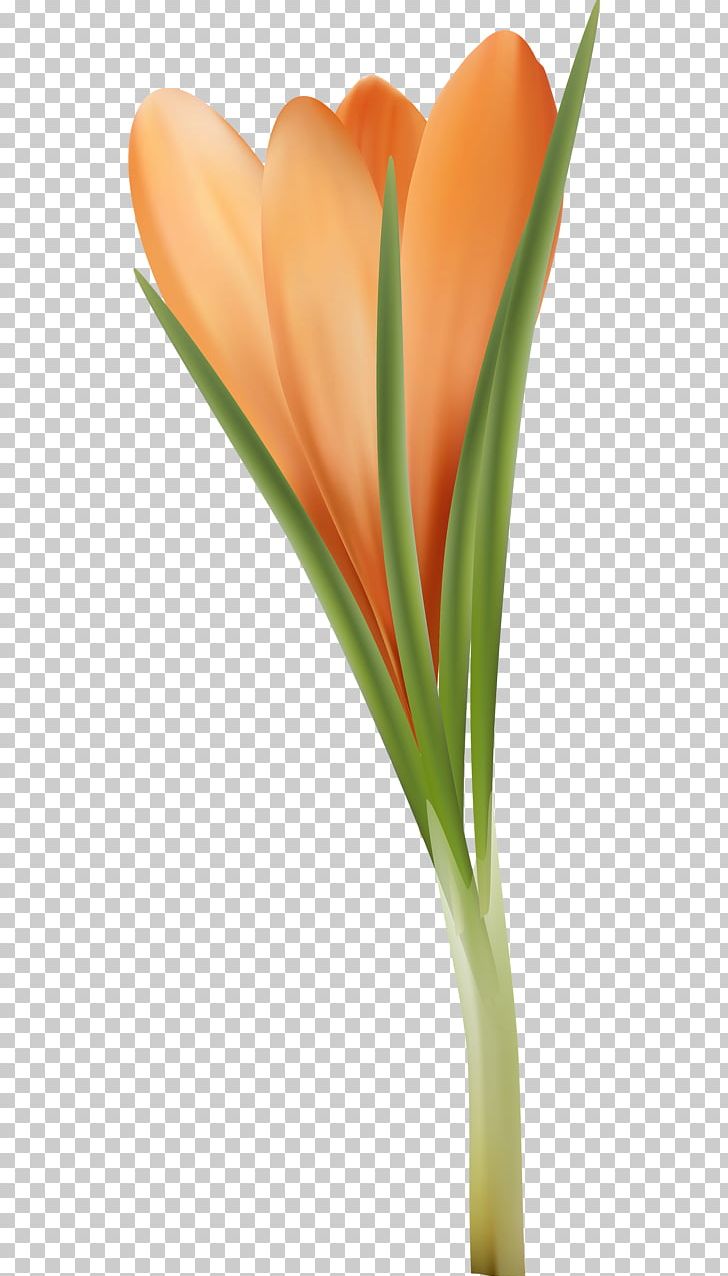 Tulip Orange Flower Petal PNG, Clipart, Blue, Chrysanthemum, Closeup, Cut Flowers, Floral Design Free PNG Download