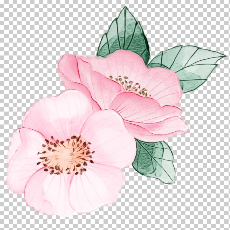Rose PNG, Clipart, Blossom, Chinese Peony, Cut Flowers, Floral, Flower Free PNG Download