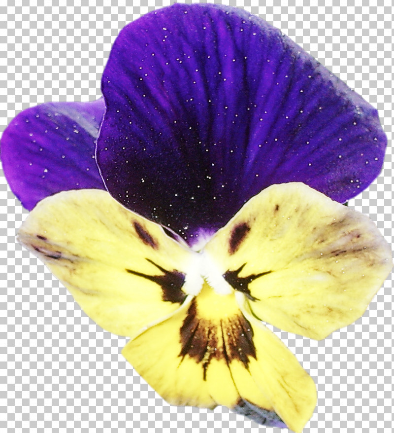 Flower Violet Petal Purple Plant PNG, Clipart, Flower, Pansy, Petal, Plant, Purple Free PNG Download