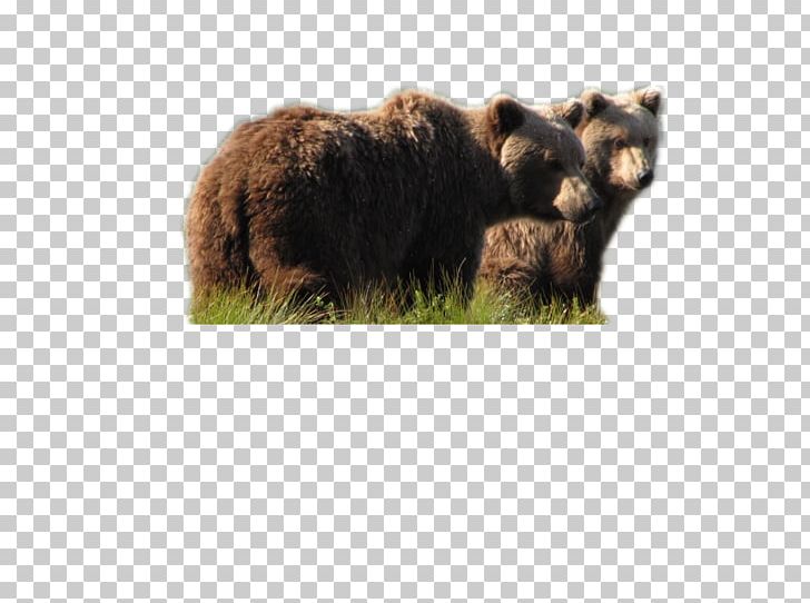 Brown Bear Grizzly Bear Alaska Moose PNG, Clipart, Alaska, Animal, Animals, Bear, Brown Bear Free PNG Download