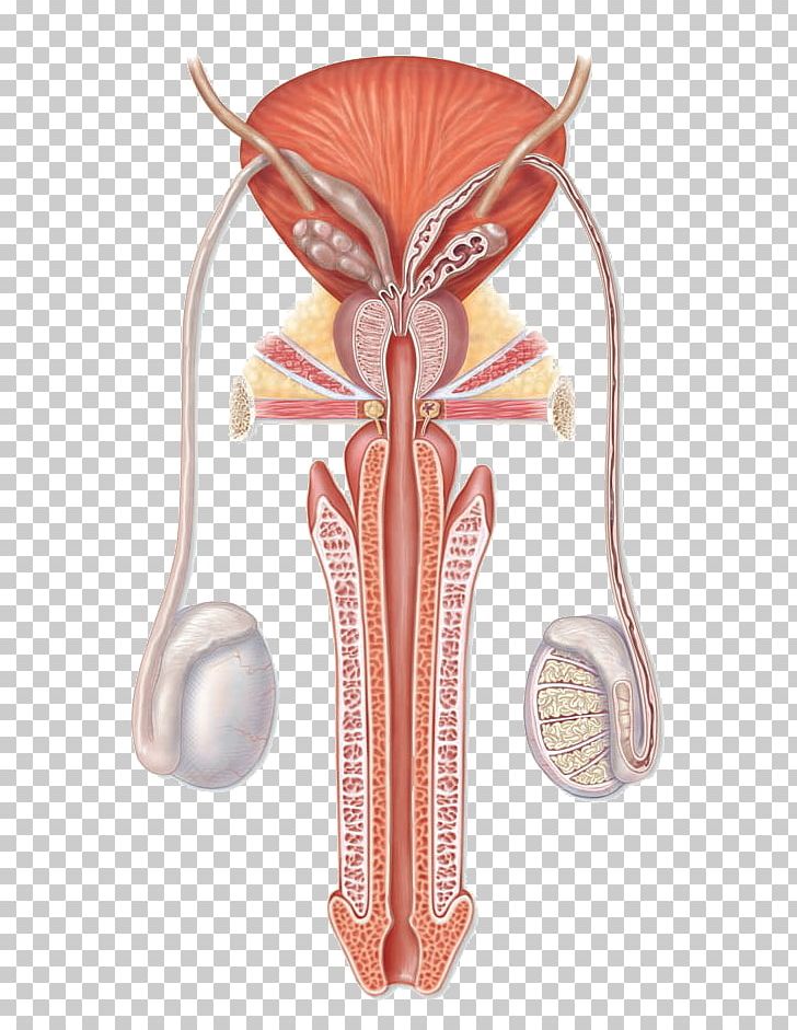 Female Reproductive System Organ G-spot PNG, Clipart, Anatomy, Female Reproductive System, G Spot, Gspot, Human Anatomy Free PNG Download
